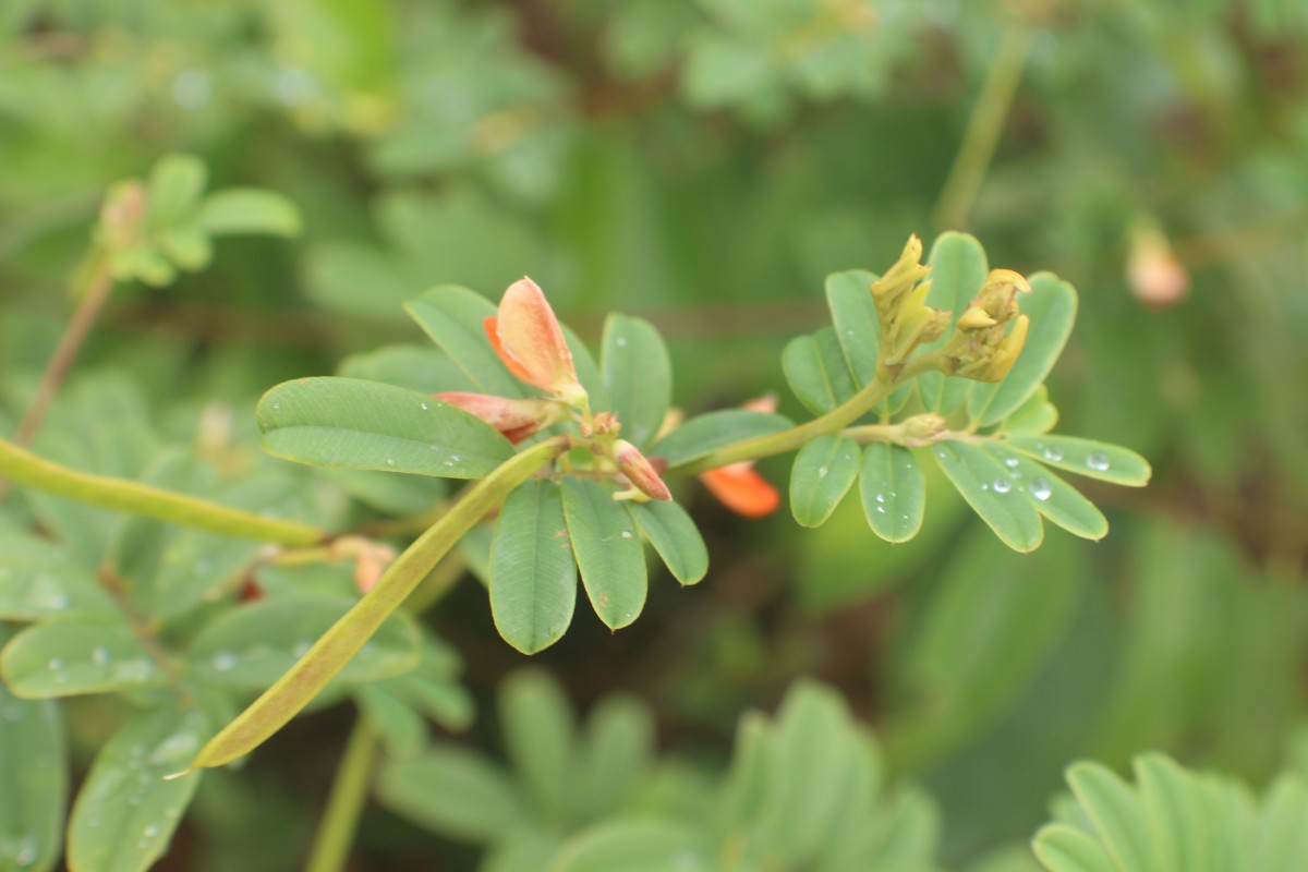 Tephrosia tinctoria (L.) Pers.